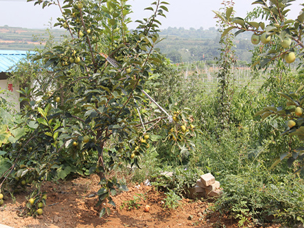 孟津果树种植基地